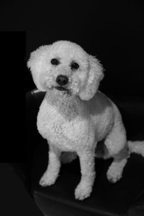 Charlie-2