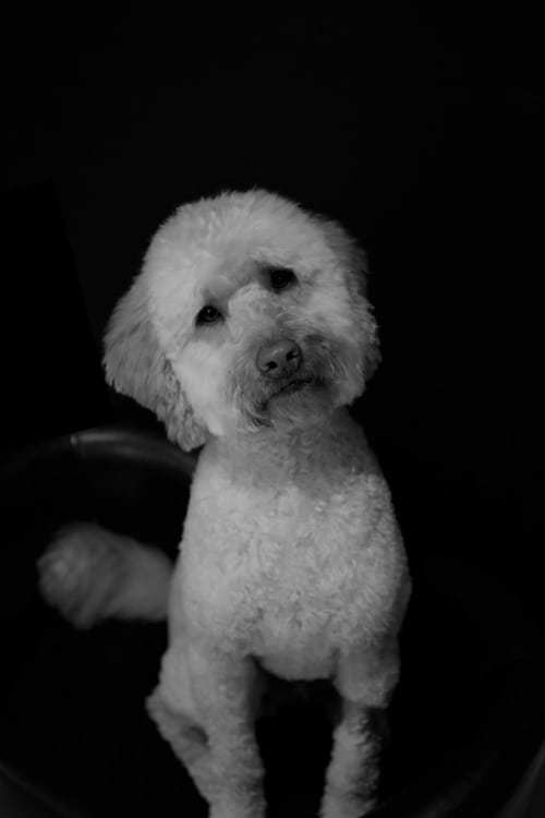 Elmo-2