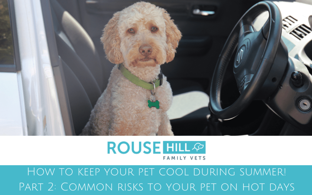 How To Keep Your Pet Cool During Summer – Part 2