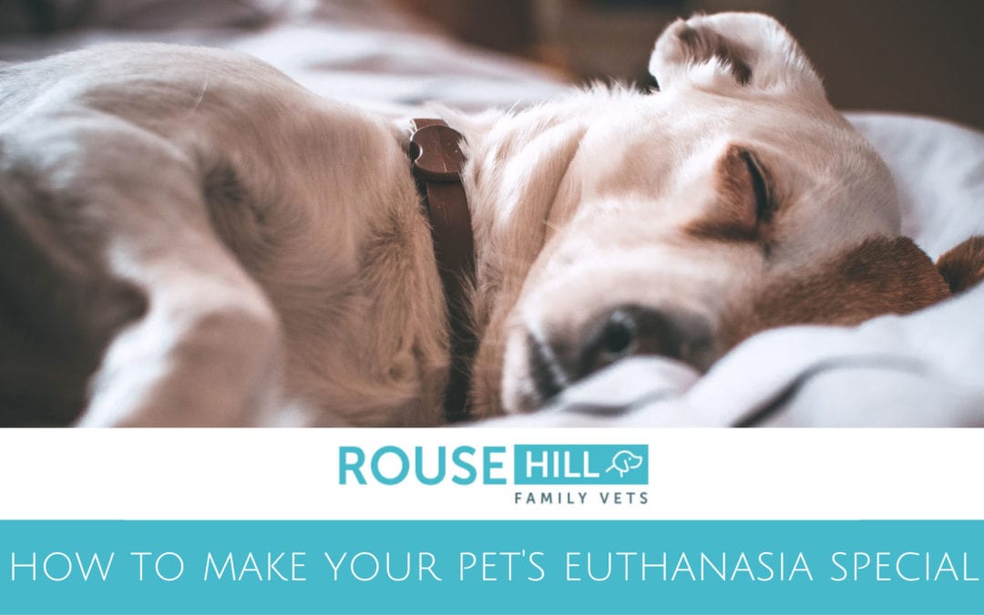 How to make your pet’s euthanasia special