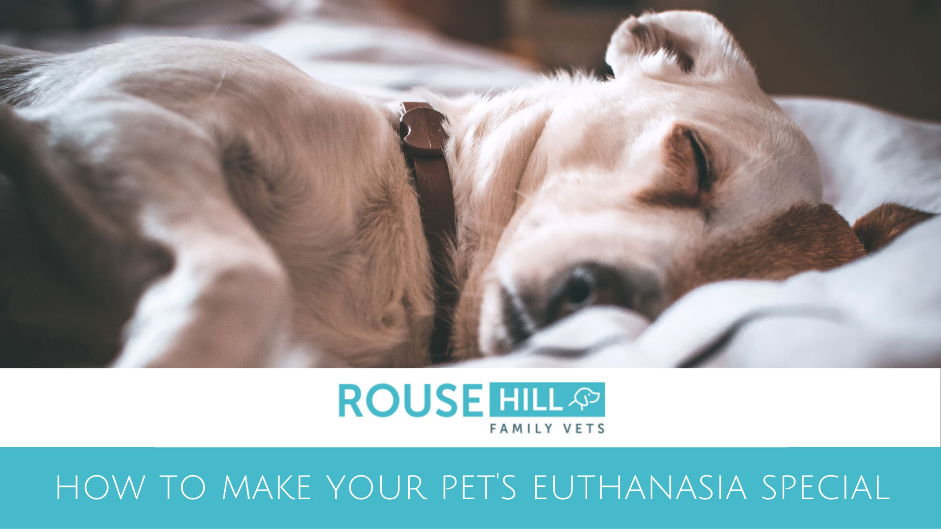 How To Make Your Pet S Euthanasia Special Rouse Hill Family Vets   Making Euthanasia Special 