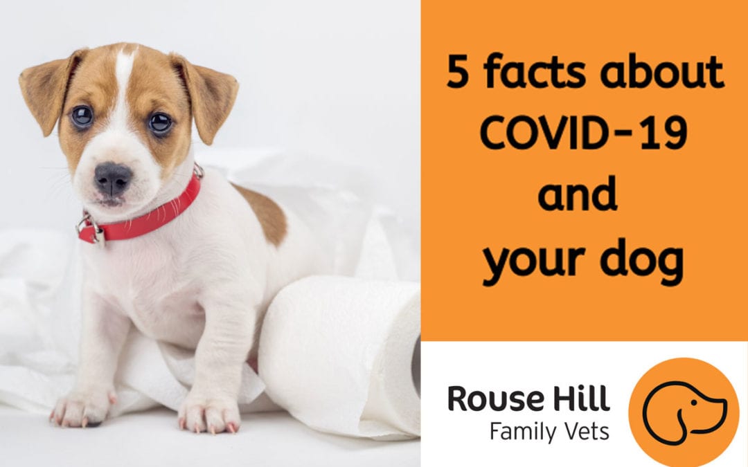 5 facts about COVID-19 and your dog