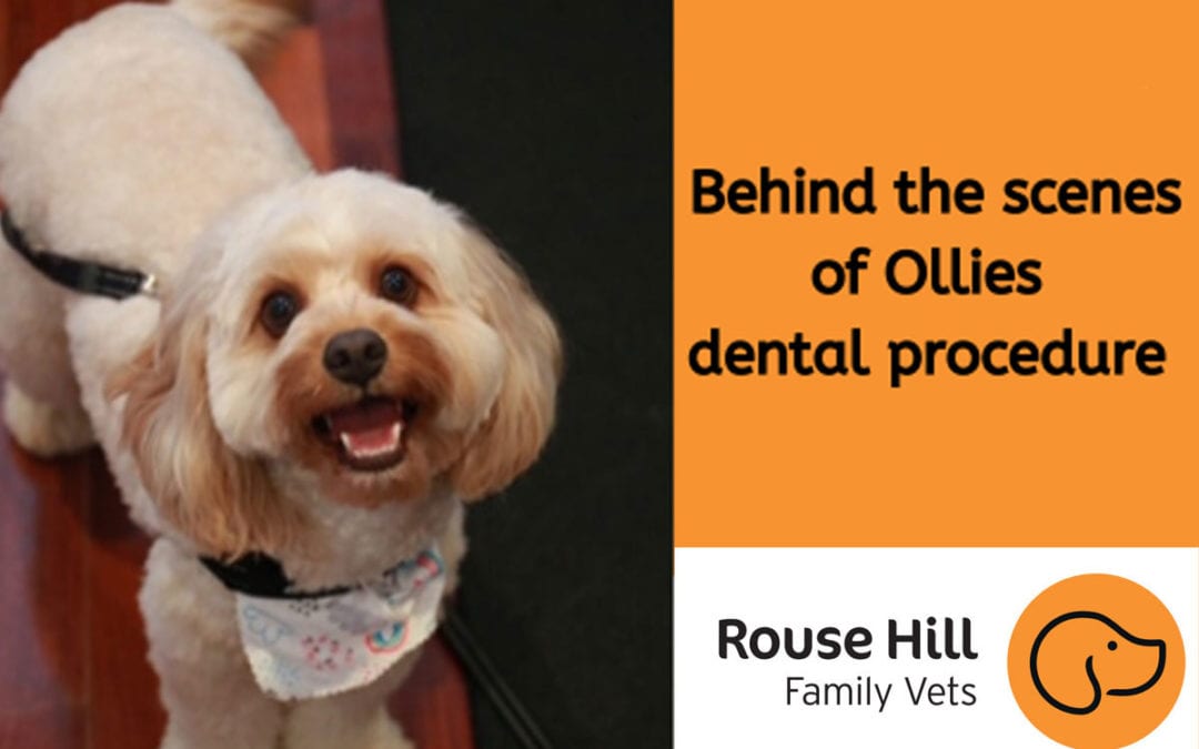 Behind the Scenes During Ollie’s Dental Procedure