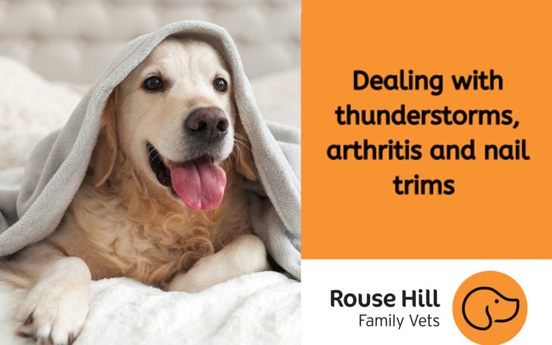 How can you keep your dog calm during thunderstorms?