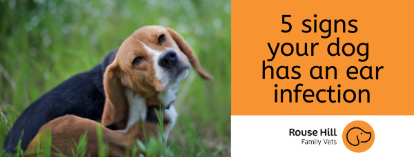 5 Signs Your Dog Has an Ear Infection