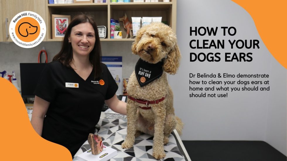 How to Clean Your Dog's Ears Rouse Hill Family Veterinarian