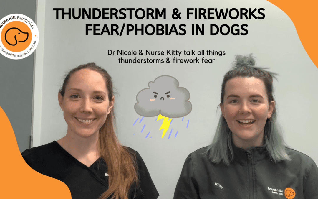 Thunderstorm Phobia/Fears in Dogs: What to DO and what NOT to DO