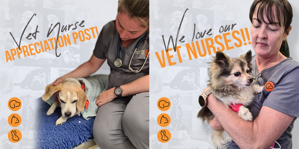 What Do Vet Nurses Do Rouse Hill Family Veterinarian