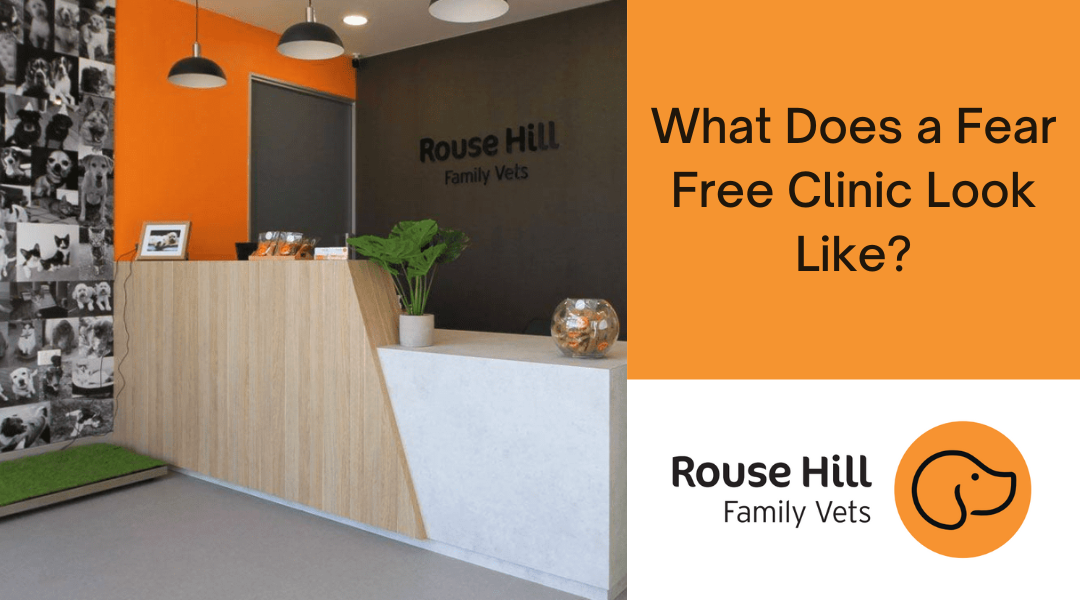 What Does a Fear Free Clinic Look Like?