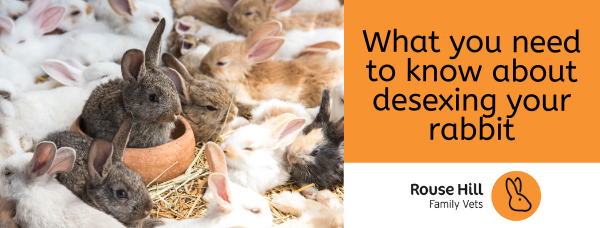What You Need to Know About Desexing Rabbits