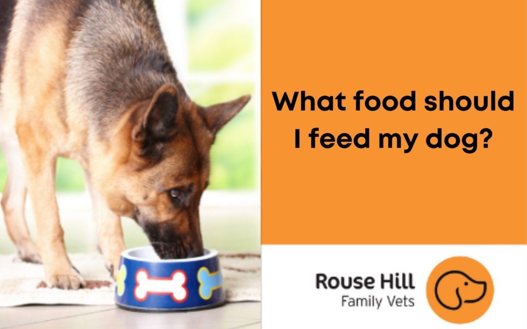 What’s the Best Food to Feed My Pet?