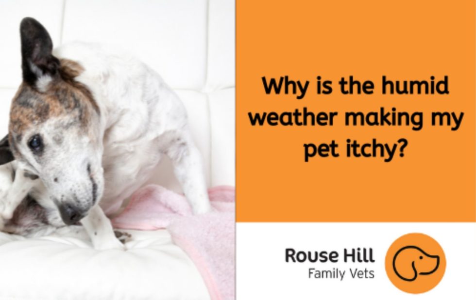 How This Crazy Weather Can Affect Your Pets Rouse Hill Family