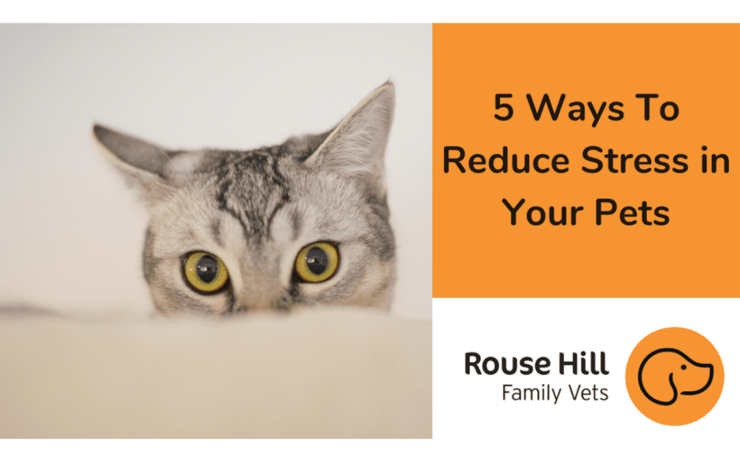 5 Ways To Reduce Stress in Your Pets
