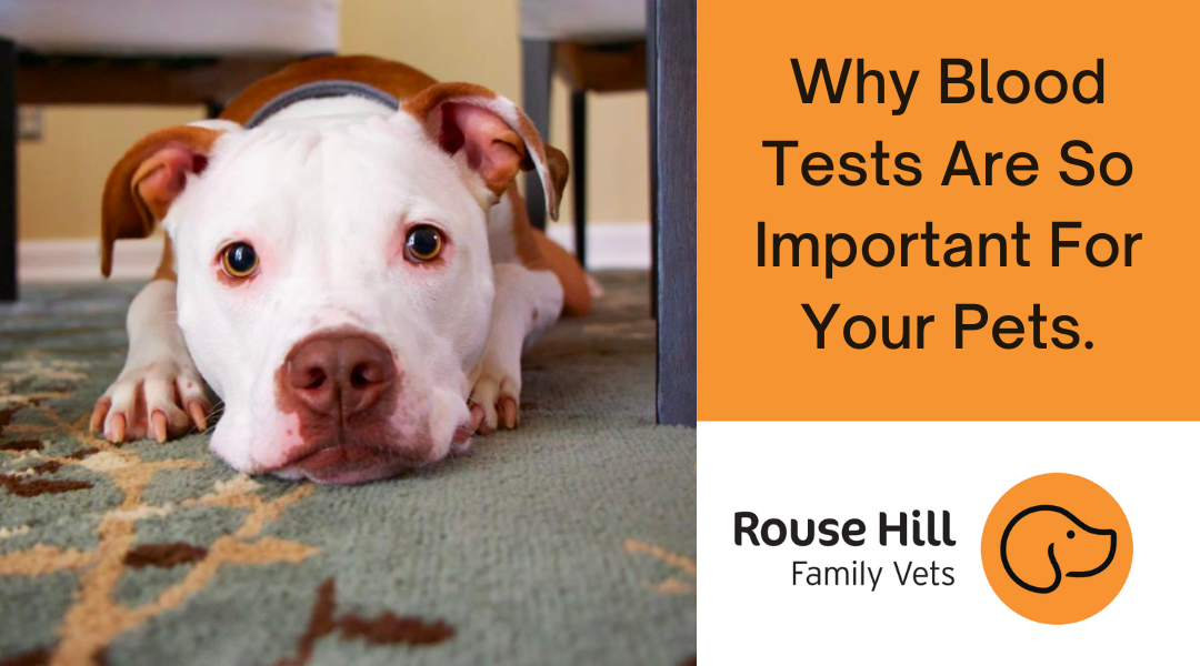 Why Blood Tests Are So Important For Your Pets.