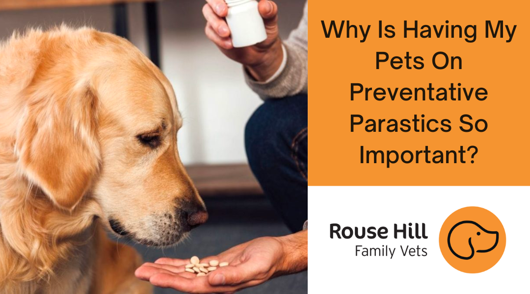 Why Is Having My Pets On Preventative Parastics So Important?