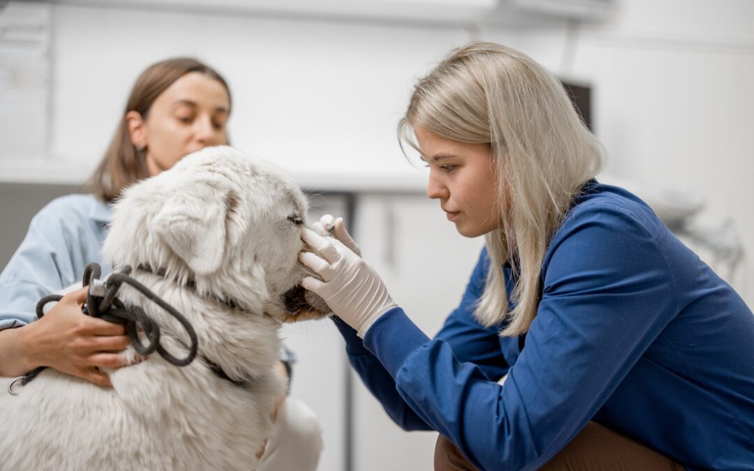Vet nurse examining a dog patient