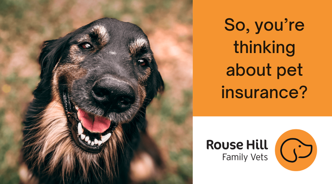 So, you’re thinking about pet insurance?