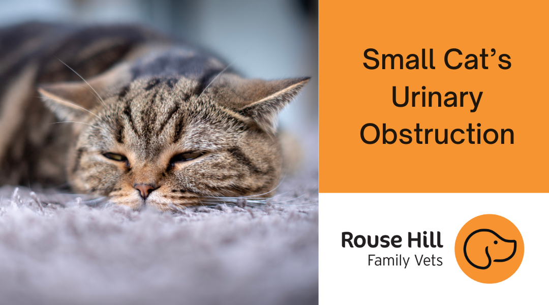 Small Cat’s Urinary Obstruction