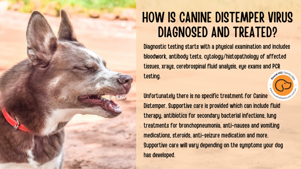 what-is-canine-distemper-virus-rouse-hill-family-veterinarian
