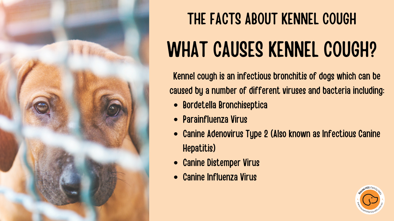 The Facts About Kennel Cough Rouse Hill Family Veterinarian