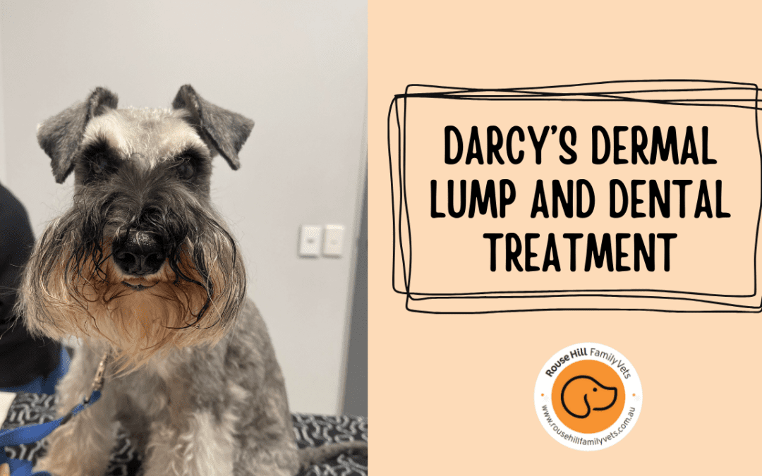 Darcy’s Dermal Lump and Dental Treatment