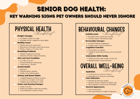 Picture of Senior Dog Health: Key Warning Signs Pet Owners Should Never Ignore ...