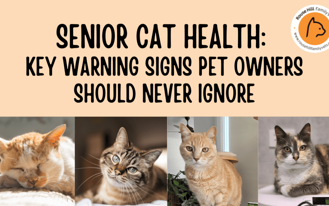 Senior Cat Health: Key Warning Signs Pet Owners Should Never Ignore