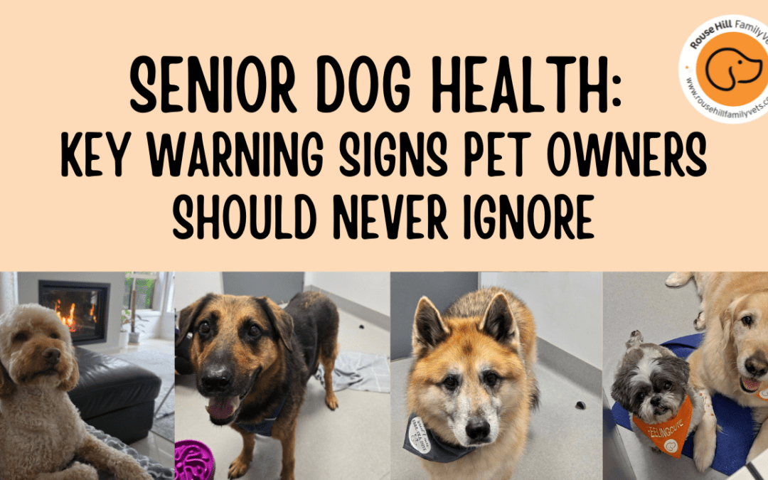 Senior Dog Health: Key Warning Signs Pet Owners Should Never Ignore