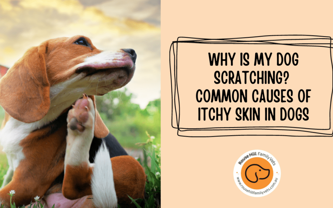 Why is My Dog Scratching? Common Causes of Itchy Skin in Dogs