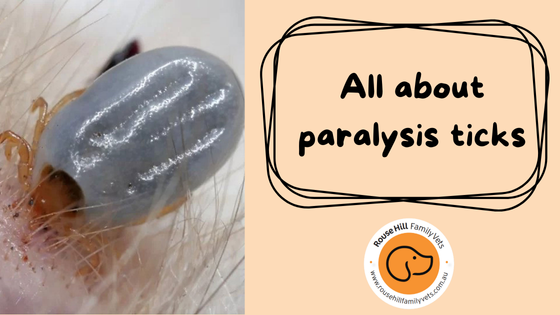 Paralysis Ticks