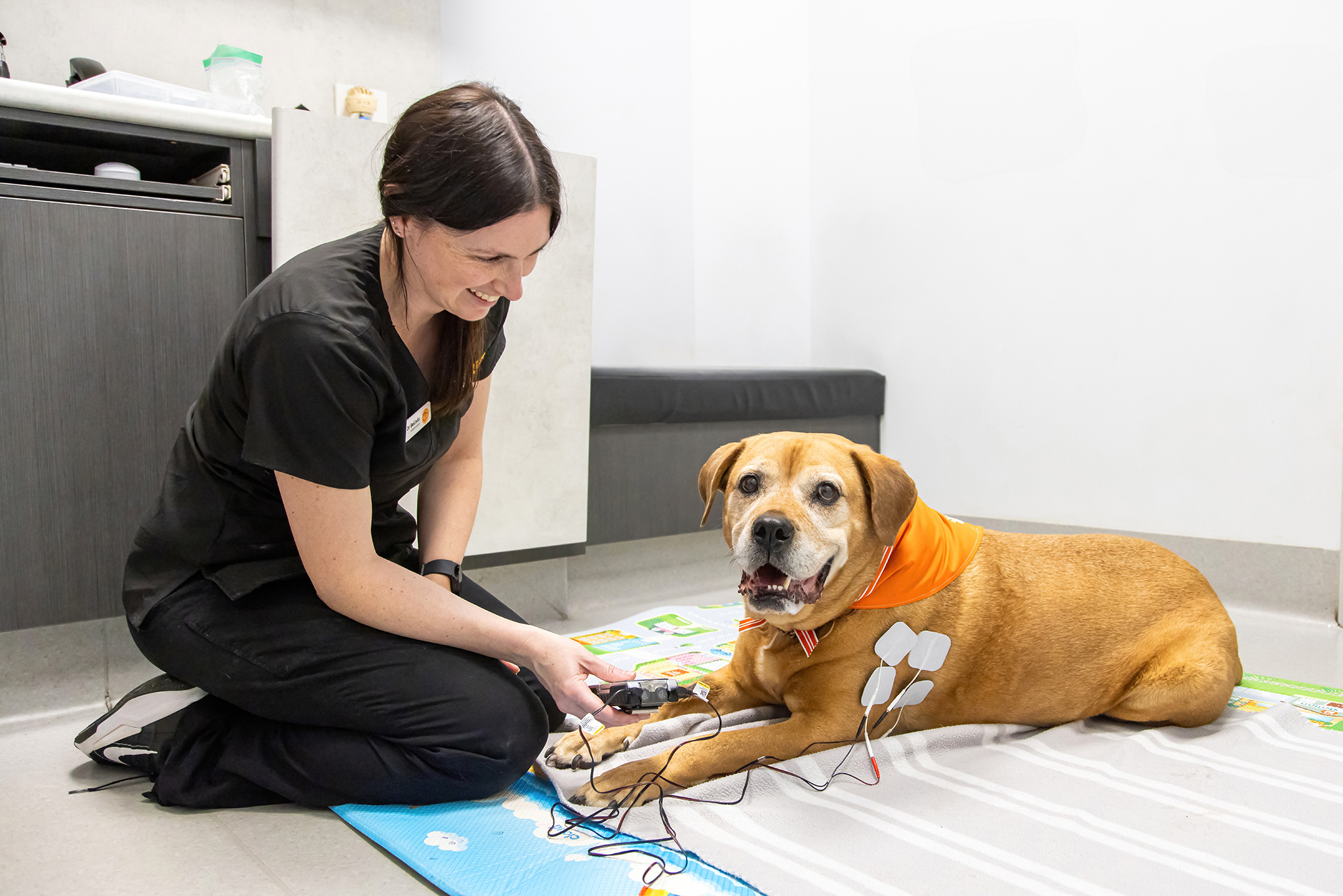 Pet NMES and TENS Rouse Hill NSW 2155 | Rouse Hill Family Vet