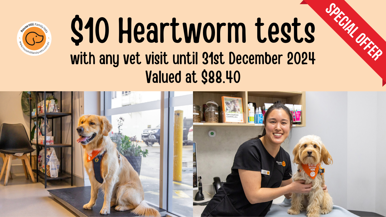 Heartworm Disease in Dogs and Cats Are Your Pets Protected? Rouse