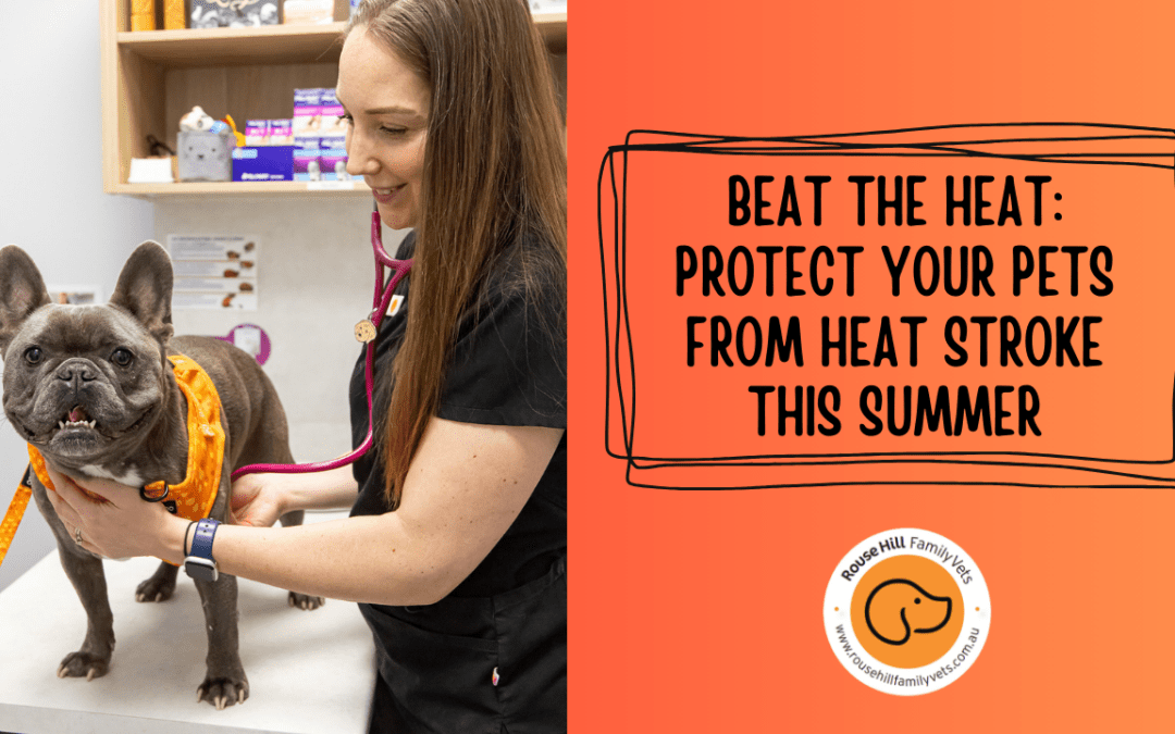 Beat the Heat: Protect Your Pets from Heat Stroke This Summer