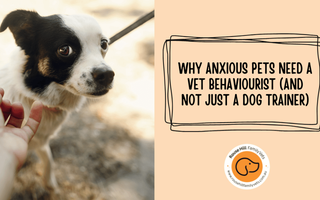 Why Anxious Pets Need a Vet Behaviorist (and Not Just a Dog Trainer)