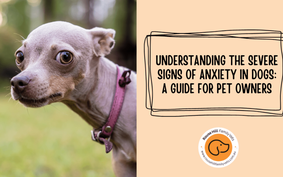 Understanding Severe Signs of Anxiety in Dogs: A Guide for Pet Owners