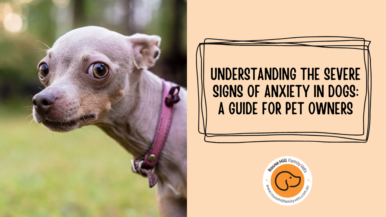 Preventing severe anxiety and choosing the right dog