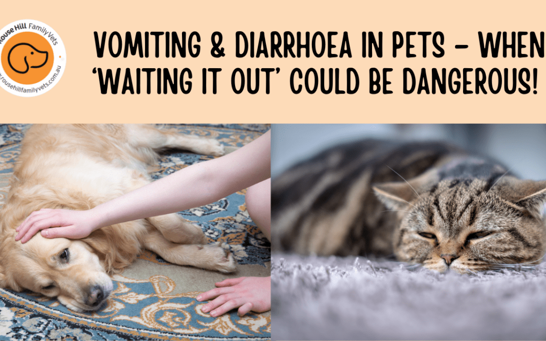 Vomiting & Diarrhoea in Pets: When ‘Waiting It Out’ Could Be Dangerous