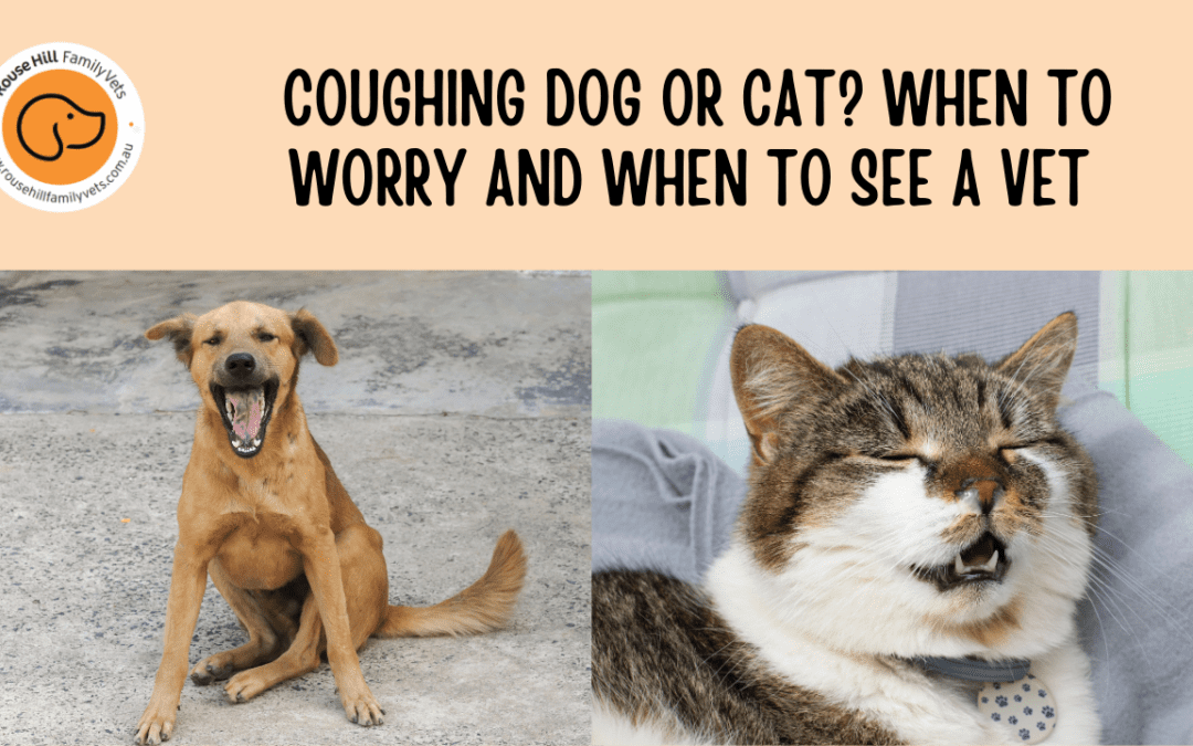 Coughing Dog or Cat? When to Worry and When to See a Vet