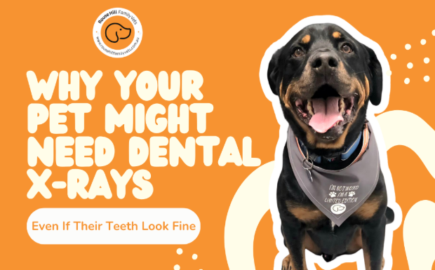 Why Your Pet Might Need Dental X-rays – Even If Their Teeth Look Fine
