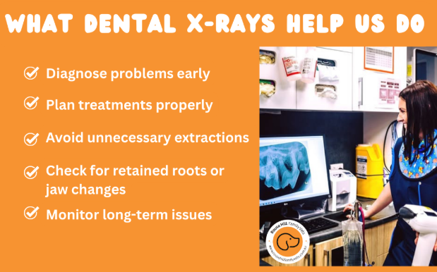 rousse-hill-vet-blog-dental-3 Benefits of dental x-rays