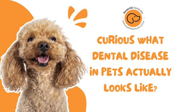 Curious what dental disease in pets actually looks like?