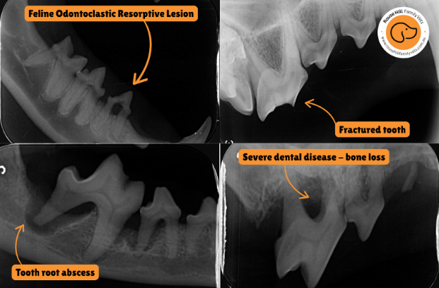 rousse-hill-vet-dental-blog-2 X-ray image of a cat's mouth with dental disease