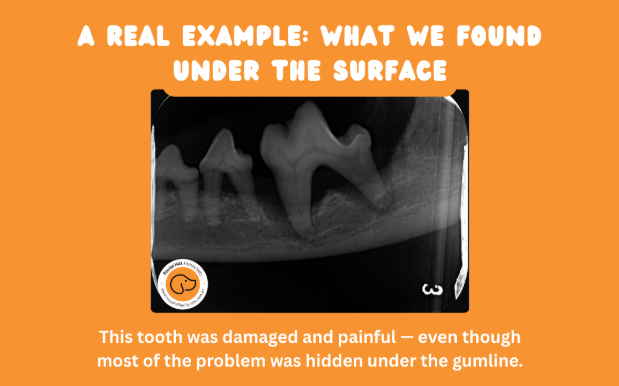rousse-hill-vet-dental-blog-4 AN x-ray from a patient with dental disease