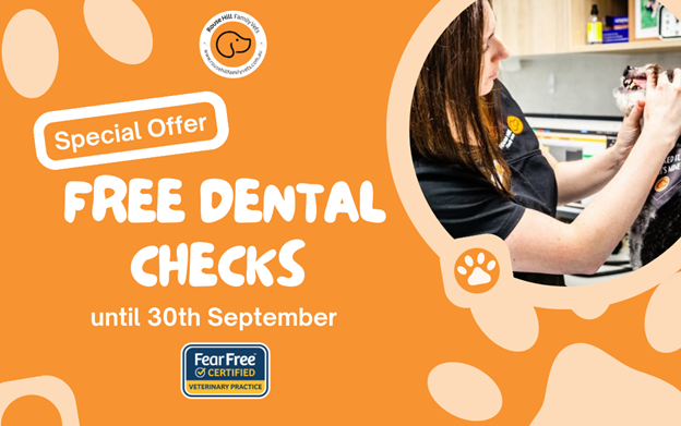 rousse-hill-vet-dental-blog-8 Special offer: free dental checks until 30th September