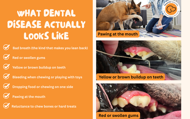 rousse-hill-vet-dental-blog7 What dental disease actually looks like