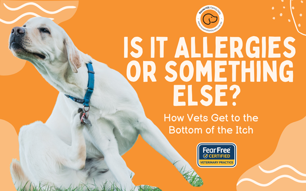 Is It Allergies or Something Else? How Vets Get to the Bottom of the Itch