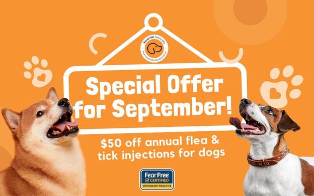 Annual Flea & tick injections for dogs