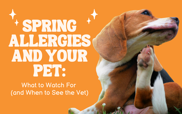 Spring Allergies and Your Pet: What to Watch For (and When to See the Vet)