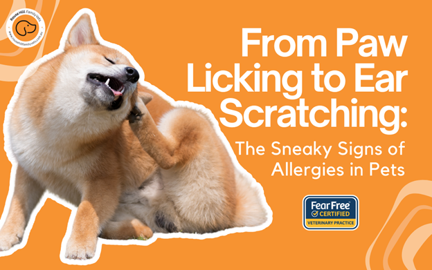 From Paw Licking to Ear Scratching: The Sneaky Signs of Allergies in Pets