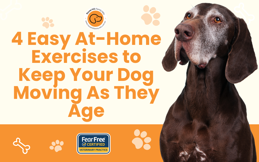 4 Easy At-Home Exercises to Keep Your Dog Moving As They Age